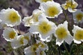 Arctomecon merriamii flower of white poppy growing on the rocky shore of the Sea of Ã¢â¬â¹Ã¢â¬â¹Japan. Symbol of the Far East, Russia